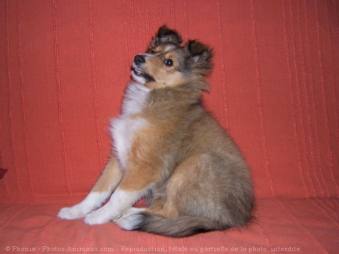 Photo de Chien de berger des shetland