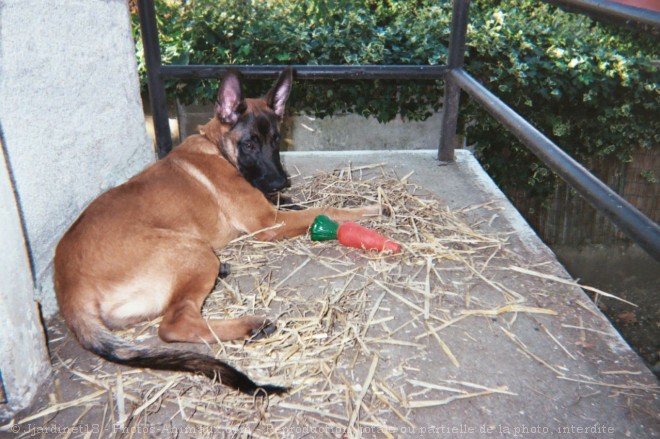 Photo de Berger belge malinois