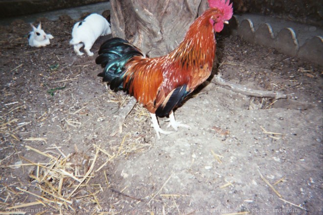 Photo de Poule