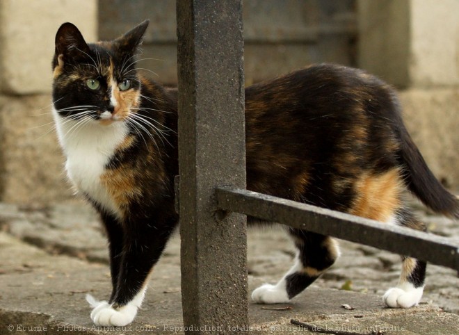 Photo de Chat domestique