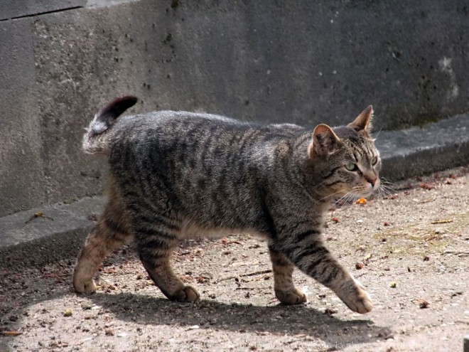 Photo de Chat domestique