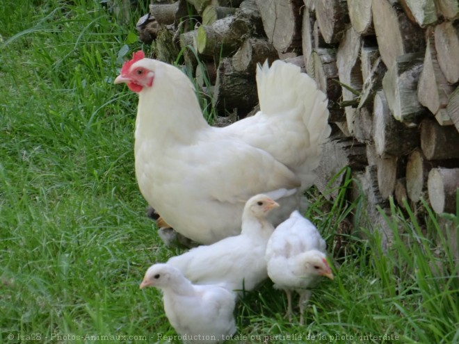 Photo de Poule