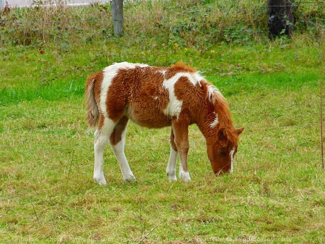 Photo de Poney (toutes races)