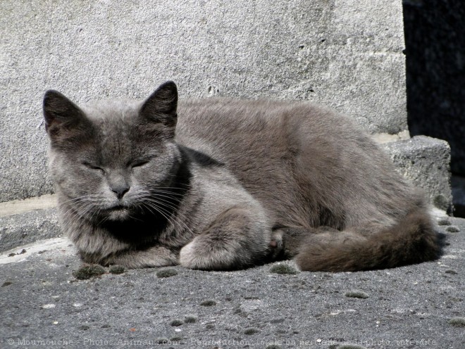 Photo de Chat domestique