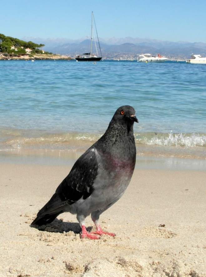 Photo de Pigeon