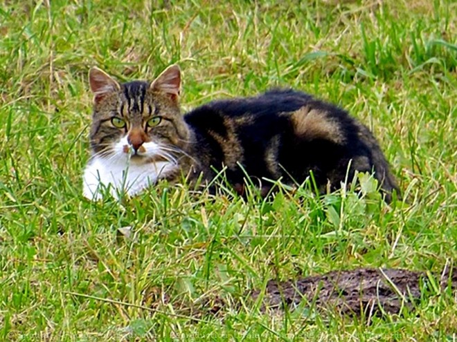 Photo de Chat domestique