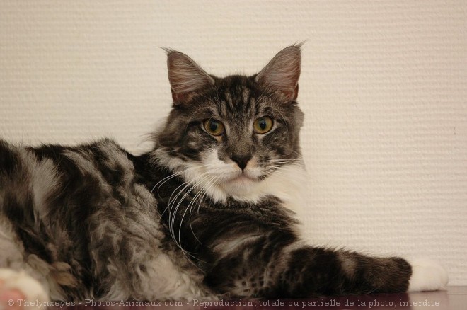 Photo de Maine coon