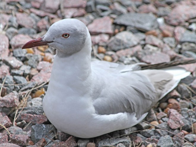 Photo de Mouette