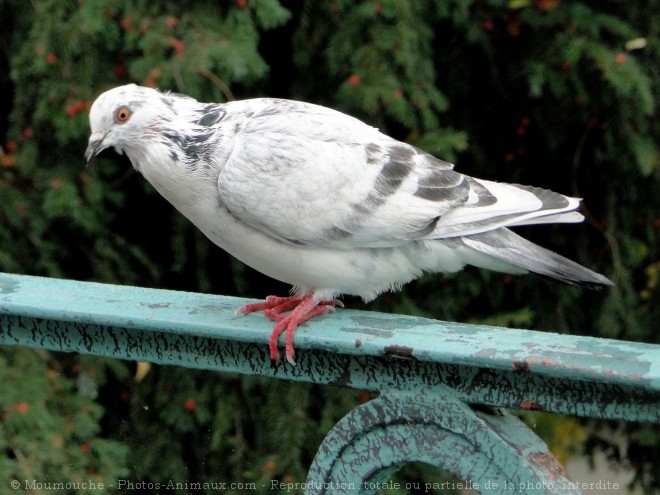 Photo de Pigeon