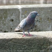 Photo de Pigeon