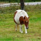 Photo de Poney (toutes races)