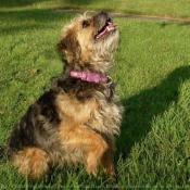 Photo de Border terrier