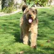 Photo d'Airedale terrier