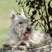 Photo de Scottish terrier