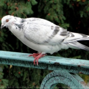 Photo de Pigeon