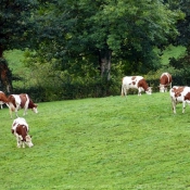 Photo de Vache