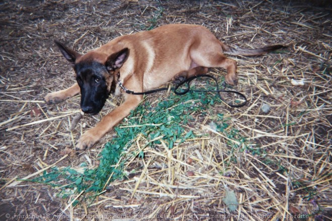 Photo de Berger belge malinois