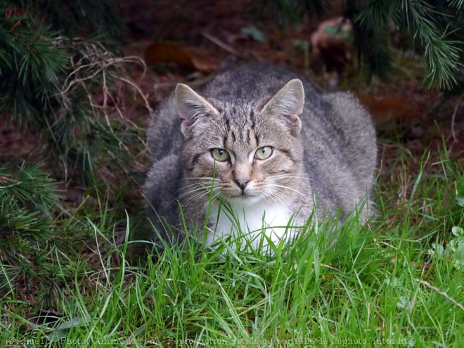 Photo de Chat domestique