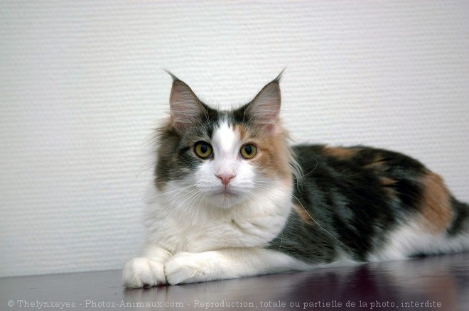 Photo de Maine coon