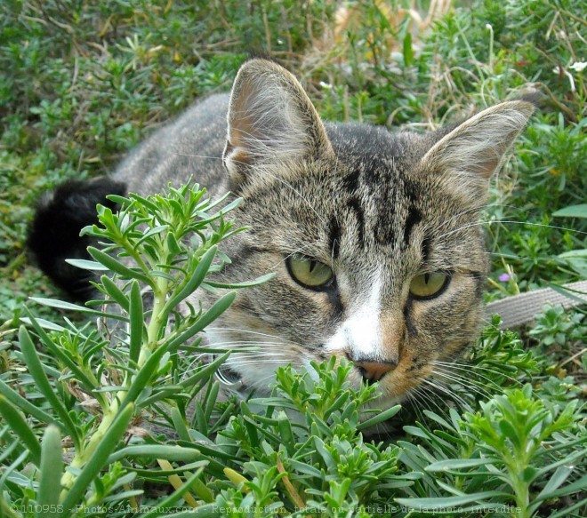 Photo de Chat domestique