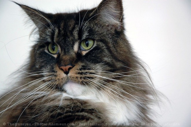 Photo de Maine coon