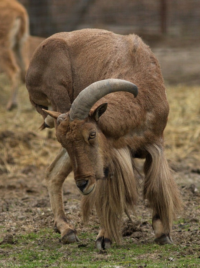 Photo de Mouflon