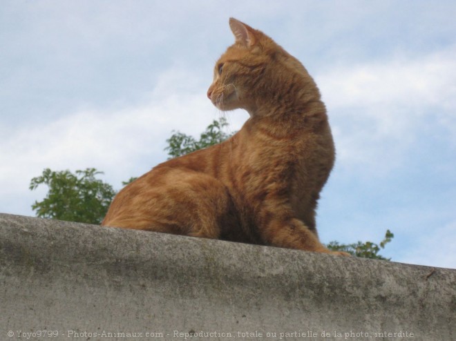 Photo de Chat domestique