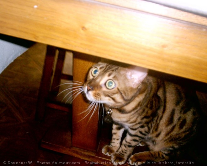 Photo de Bengal