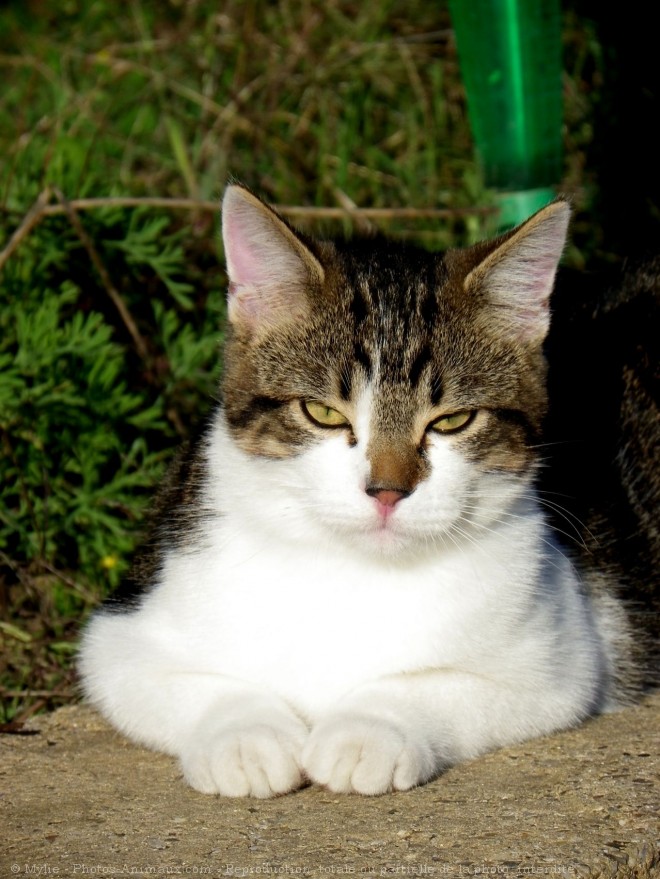 Photo de Chat domestique