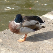 Photo de Canard colvert