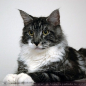 Photo de Maine coon