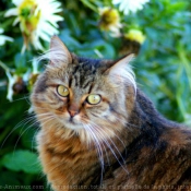 Photo de Chat domestique