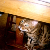 Photo de Bengal