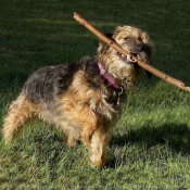 Photo de Border terrier