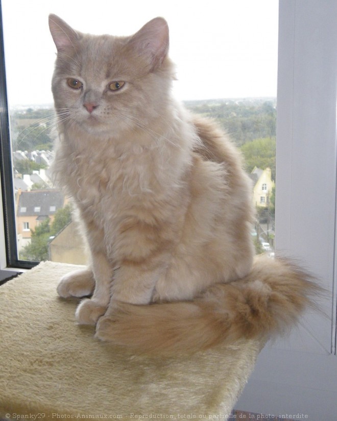 Photo de Maine coon