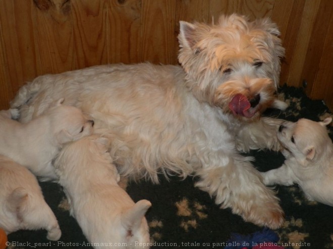 Photo de West highland white terrier