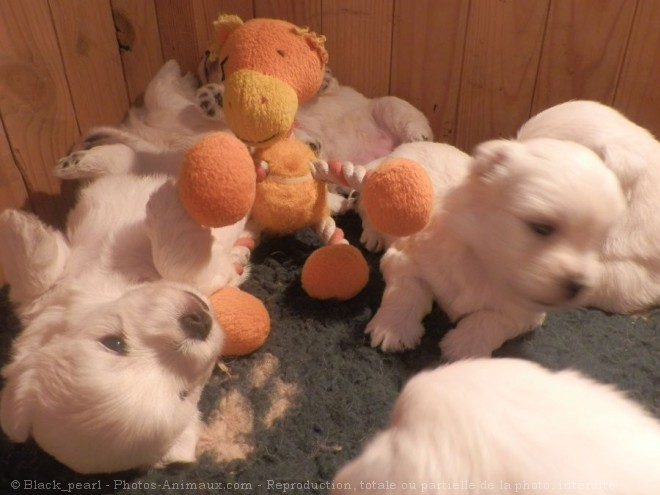 Photo de West highland white terrier