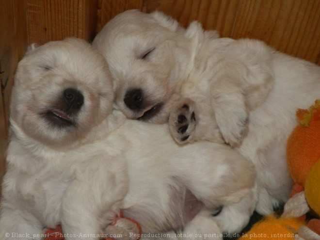 Photo de West highland white terrier