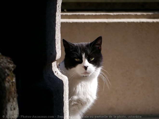 Photo de Chat domestique