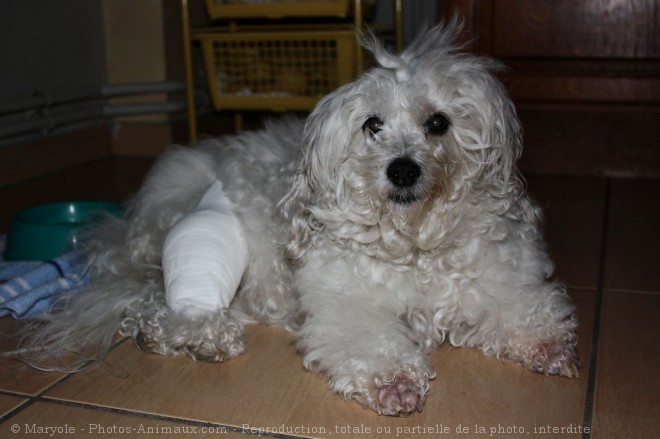 Photo de Coton de tulear