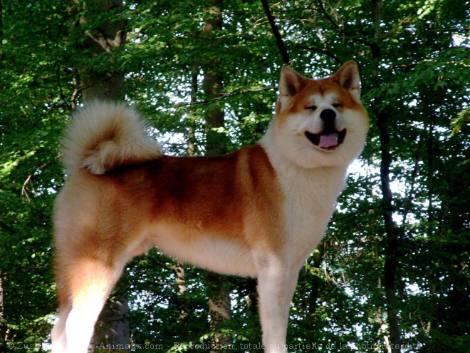 Photo d'Akita inu