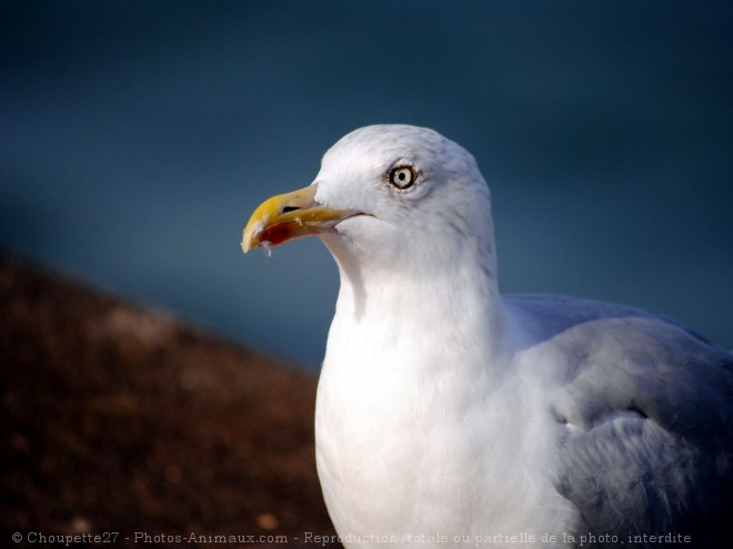 Photo de Goeland