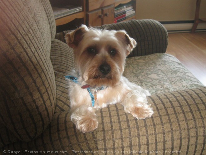 Photo de Yorkshire terrier