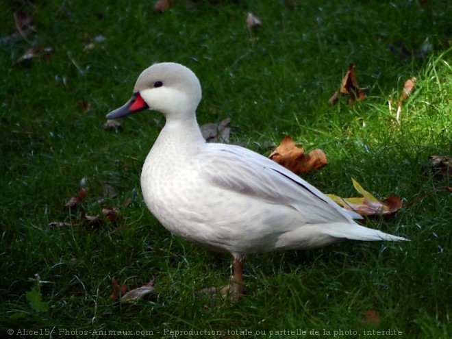 Photo de Canard des bahamas