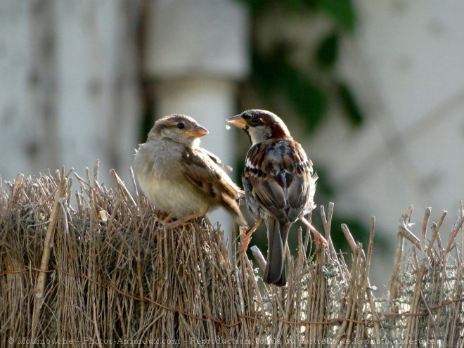 Photo de Moineau