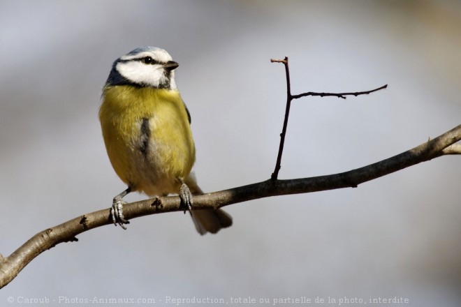 Photo de Msange bleue