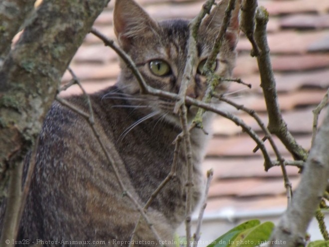 Photo de Chat domestique