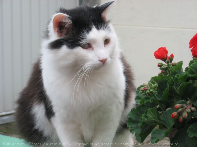 Photo de Chat domestique