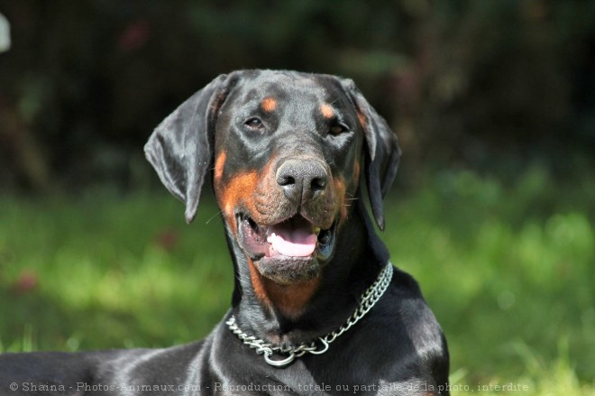 Photo de Dobermann