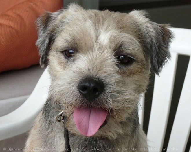 Photo de Border terrier